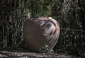 Old big earthen jar or Large vintage clay jar for water storage on the ground in the garden with lots of green tree nature Royalty Free Stock Photo