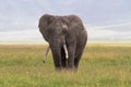 Old big elephant. NgoroNgoro Crater. Royalty Free Stock Photo