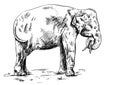 Old big elephant on the white background. Royalty Free Stock Photo