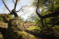 Old big fallen oak tree in sunlight Royalty Free Stock Photo