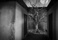 Old Big Giant Tree alone in the room on fog and smoke background, Black and White Color