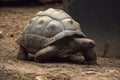 Old giant turtle walking on sand Royalty Free Stock Photo