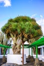 Old big green Dragon tree, Canary Islands, Spain Royalty Free Stock Photo