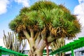 Old big green Dragon tree, Canary Islands, Spain Royalty Free Stock Photo