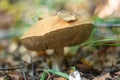 Old big Imleria badia mushroom growing in the grass in the forest Royalty Free Stock Photo