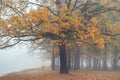 Old big oak in the autumn forest in the morning fog. Royalty Free Stock Photo