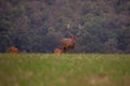 Old big red deer in rut place during autumn with warm light, wildife Slovakia, useful for hunting news or articles Royalty Free Stock Photo