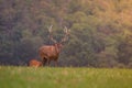 Old big red deer in rut place during autumn with warm light, wildife Slovakia, useful for hunting news or articles Royalty Free Stock Photo