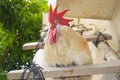 Old big red head rooster on wood, white coock pet domestic animal, chicken male portrait farm livestock baluchistan wallpaper Royalty Free Stock Photo