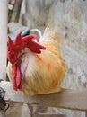 Old big red head rooster on wood, white coock pet domestic animal, chicken male portrait farm livestock baluchistan wallpaper Royalty Free Stock Photo