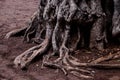 Old and big root of the tree in the ground Royalty Free Stock Photo