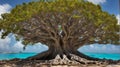 An old and big silk cotton tree giving out this peaceful energy