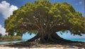 An old and big silk cotton tree giving out this peaceful energy. Photo taken in Nassau Bahamas