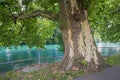 Old big sycamore tree at Aare riverside Royalty Free Stock Photo