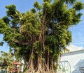 an old, big and tall banyan tree. the hanging roots are brown, the leaves are green and gleam in the sun