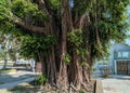 an old, big and tall banyan tree. the hanging roots are brown, the leaves are green and gleam in the sun