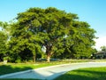 Old big tree in green park Royalty Free Stock Photo
