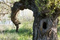 Old big tree with a huge hollow Royalty Free Stock Photo