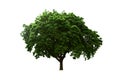 Old big tree isolated white background. Royalty Free Stock Photo