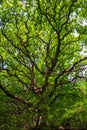 Old big tree oak with huge branches in the summer forest. Royalty Free Stock Photo