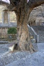 Old big tree in an old city park Royalty Free Stock Photo