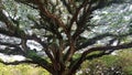 Old big tree rain forest in banyuwangi