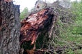 Old big tree split in two and fallen to the ground Royalty Free Stock Photo