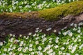 Old big tree trunk lying on the ground among white blooming wood anemones Royalty Free Stock Photo