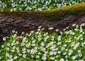 Old big tree trunk lying on the ground among white blooming wood anemones Royalty Free Stock Photo