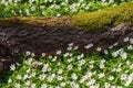 Old big tree trunk lying on the ground among white blooming wood anemones