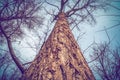 Old big tree trunk, view from bottom Royalty Free Stock Photo