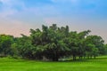 Old big tree under colud and blue sky Royalty Free Stock Photo