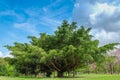 Old big tree under colud and blue sky Royalty Free Stock Photo