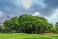 Old big tree under colud and blue sky