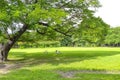 Old big tree under colud and blue sky Royalty Free Stock Photo