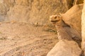 Old big turtle between the stones on the sand Royalty Free Stock Photo