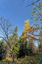 Old big yellow larch in the forest in the autumn in the southern Urals Royalty Free Stock Photo