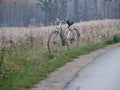 Old bike Royalty Free Stock Photo