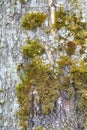 Old birch bark with green moss close-up. Old cracked wood bark texture. Tree trunk. Royalty Free Stock Photo