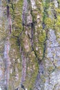 Old birch bark with green moss close-up. Old cracked wood bark texture. Tree trunk. Royalty Free Stock Photo