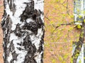 Old birch close up and wall of apartment house Royalty Free Stock Photo