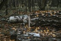 An old birch log lies in the autumn forest. Yellow autumn leaves. Royalty Free Stock Photo