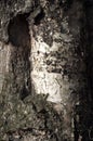 Old birch. Texture, background. Close up of birch bark.
