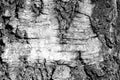 Old birch tree bark texture. Tree bark background black and white Royalty Free Stock Photo