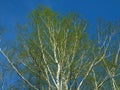 Old birch tree in early springtime with leaves Royalty Free Stock Photo