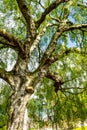 An old birch tree with long branches in Spring time.