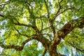 An old birch tree with long branches in Spring time.