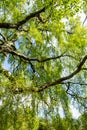 An old birch tree with long branches in Spring time.