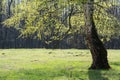 OLd birch tree in spring