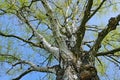 Old birch tree, treetop crown with blue sky. Detail from nature. Tree trunk with green leaves, spring in Czech Republic, Europe